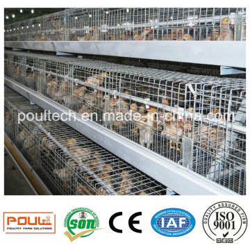 Cages de poulet galvanisées automatiques pour poussins